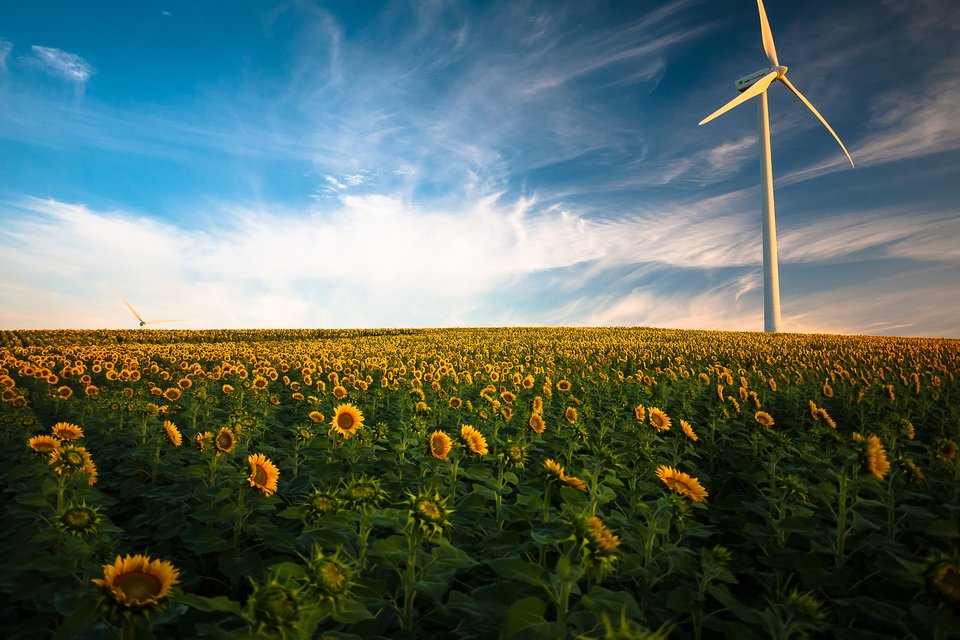 A wind turbine in a field of sunflowers.